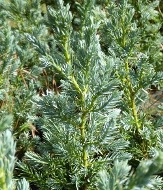 Meyer's Blue Singleseed Juniper, Flaky Juniper, Himalayan Juniper, Juniperus squamata 'Meyeri'